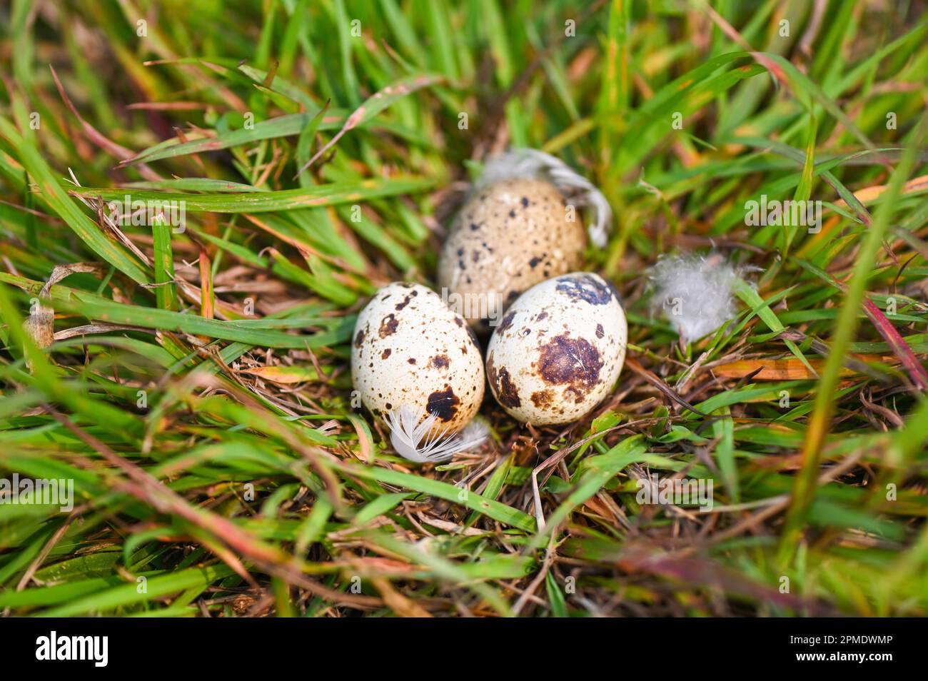 nido d'uccello su campo d'erba con tre uova all'interno, uova d'uccello su uccelli nido e piuma nella foresta estiva, uova concetto di pasqua Foto Stock