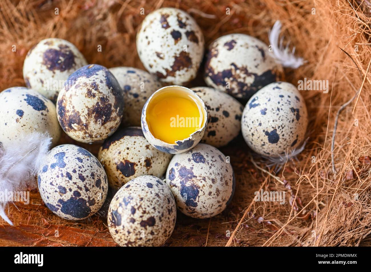 uova di quaglia sul nido degli uccelli, uova di quaglia fresche e piume su sfondo di tavolo di legno, uova crude con guscio di uova di buccia Foto Stock