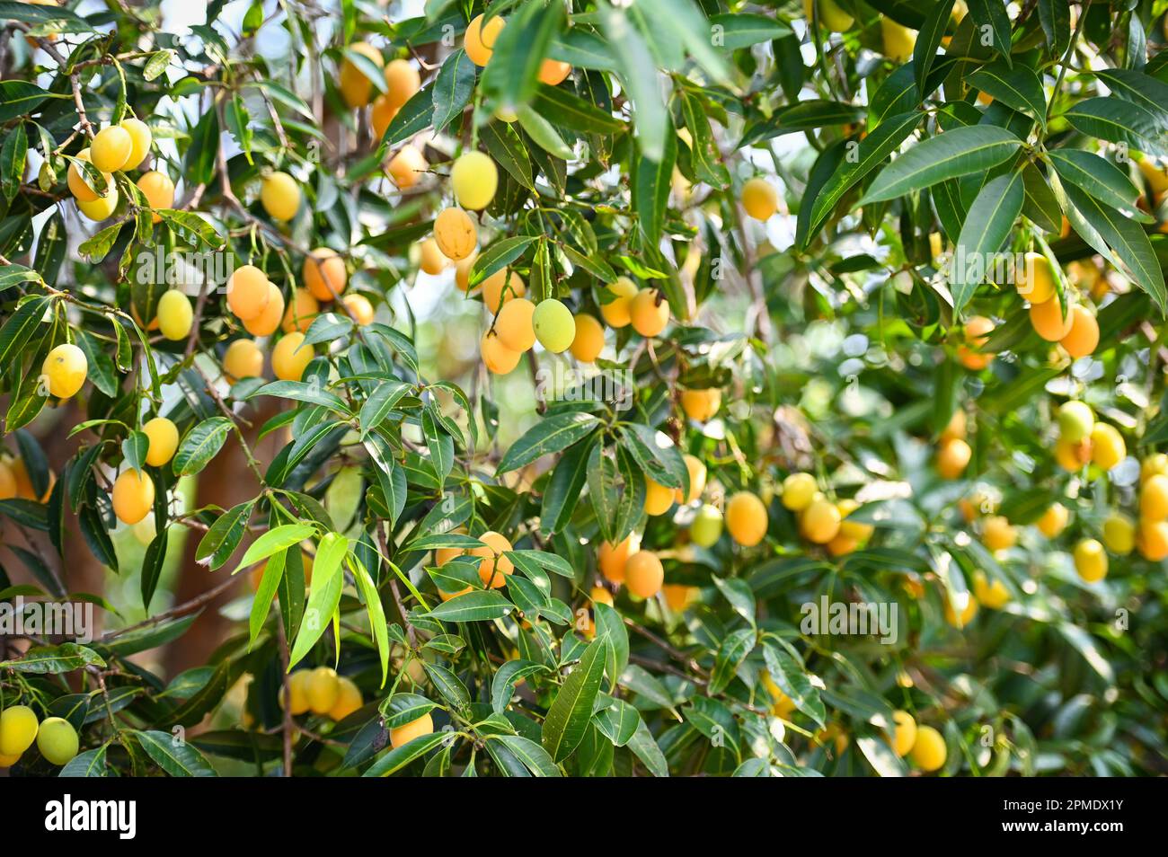Frutti mariani di prugna in albero mariano di prugna nel giardino frutteto tropicale, Nome in Thailandia giallo dolce prugna mariana Maprang Plango o Mayong Chid Foto Stock