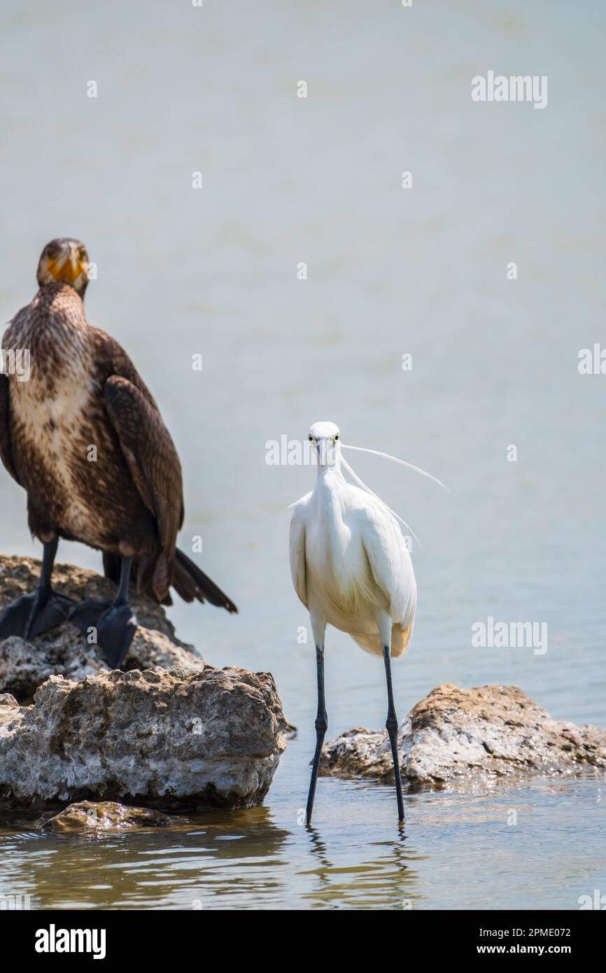 Airone bianco piccolo, o airone piccolo, garzetta di Egretta, e cormorano grande, carbo di Phalacrocorax, seduto su una scogliera e alla ricerca di pesci in wat poco profondo Foto Stock