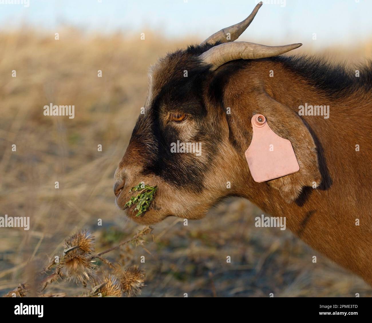 Pascolo mirato da capra nazionale mangiare cardi invasivi per il controllo ecologico delle erbacce nel Nose Hill Park, Calgary, Canada. Capra hircus Foto Stock