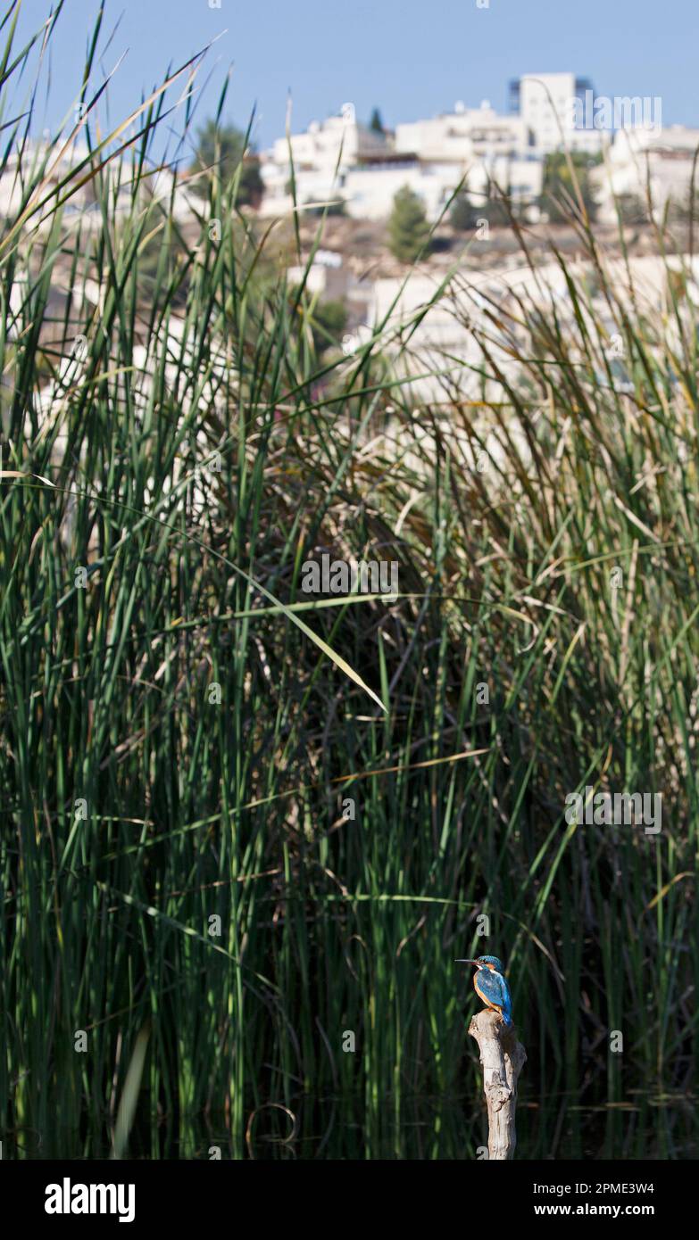 Parco naturale Gazelle Valley, uno spazio verde urbano a Gerusalemme, Israele, con kingfisher comune arroccato su un ramo in una zona umida. (Alcedo atthis) Foto Stock