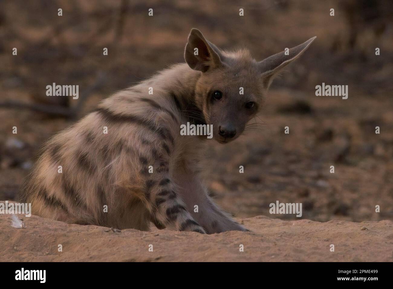 A strisce hyena (Hyaena hyena) giovane a den Foto Stock