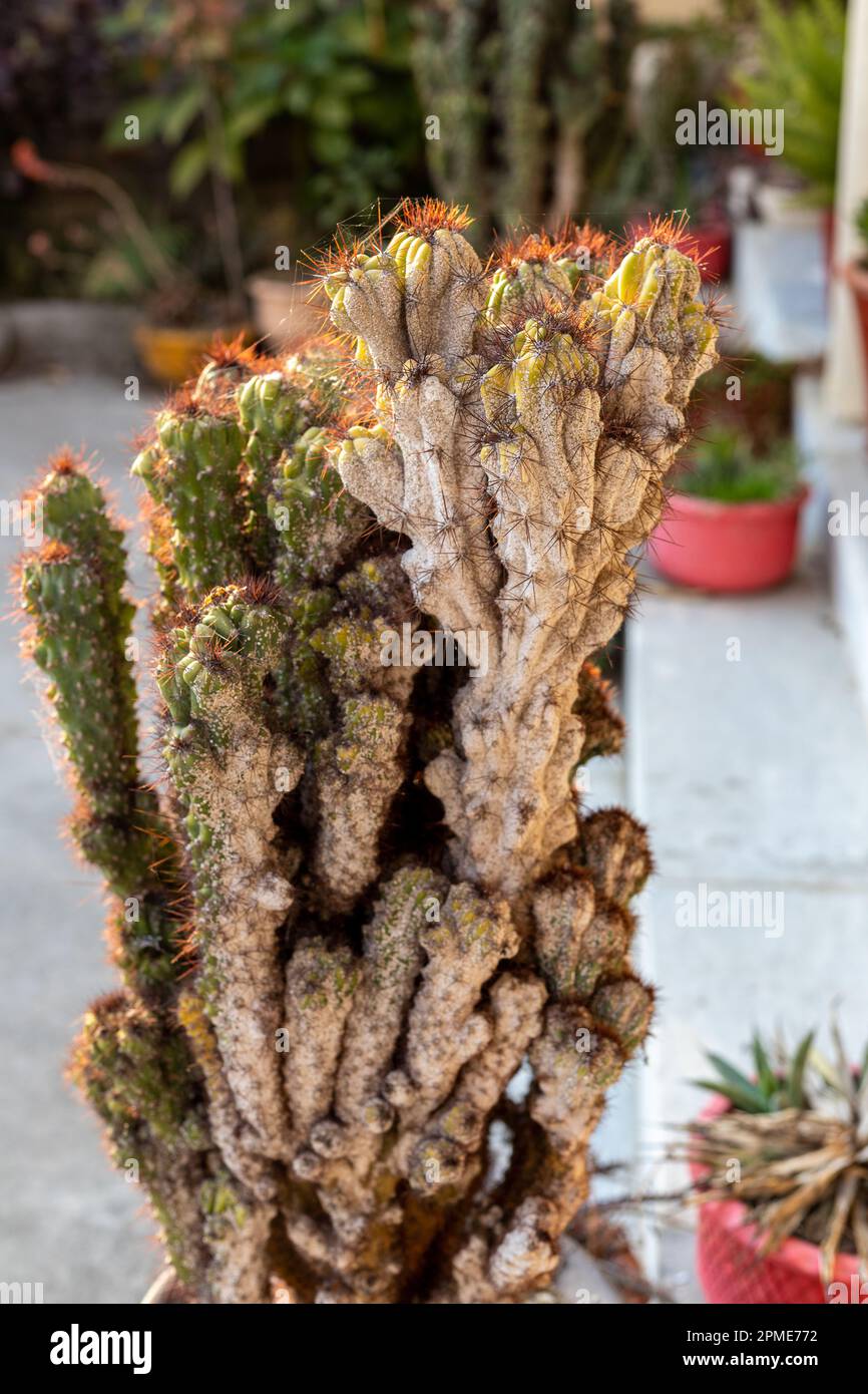 cactus infettato con insetto scala e insetti mealy primo piano con fuoco selettivo Foto Stock