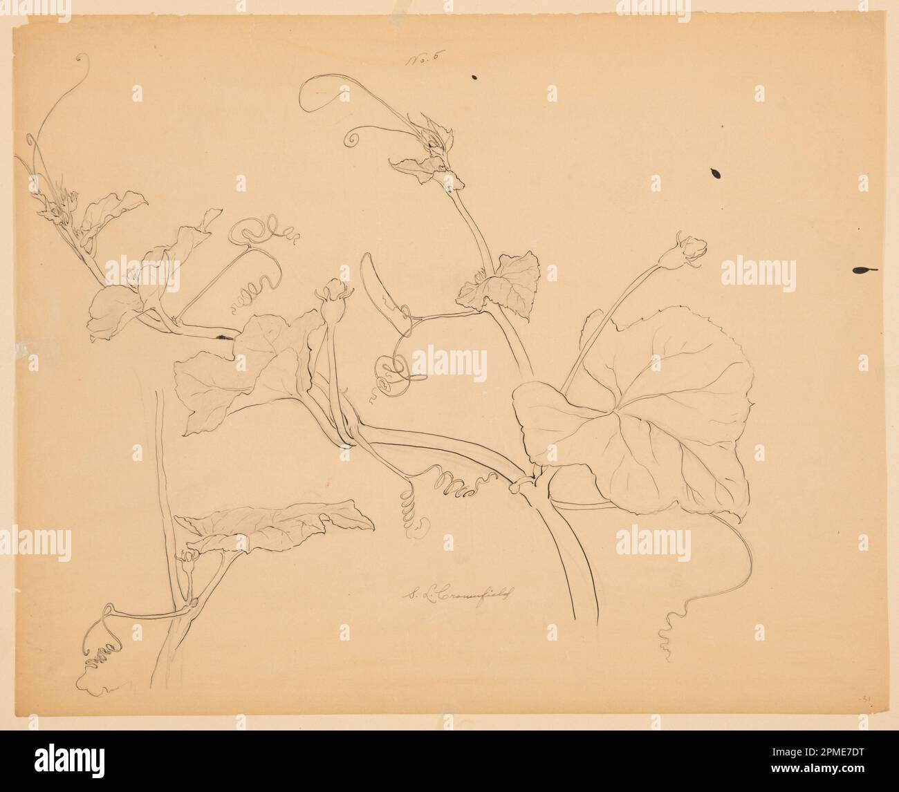Disegno, studio delle viti a squash; progettato da Sophia L. Crownfield (americano, 1862–1929); USA; grafite, penna e inchiostro su carta da ricalco; 48,3 x 59,8 cm (19 pollici) x 23 9/16 poll.) Foto Stock