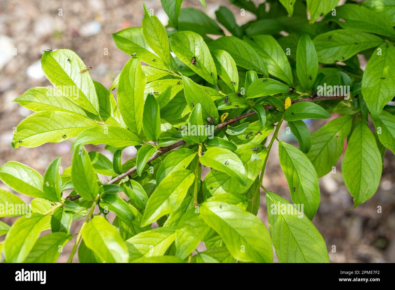 Mosca di frutta ed insetto che alimentano su alberi di frutta Foto Stock