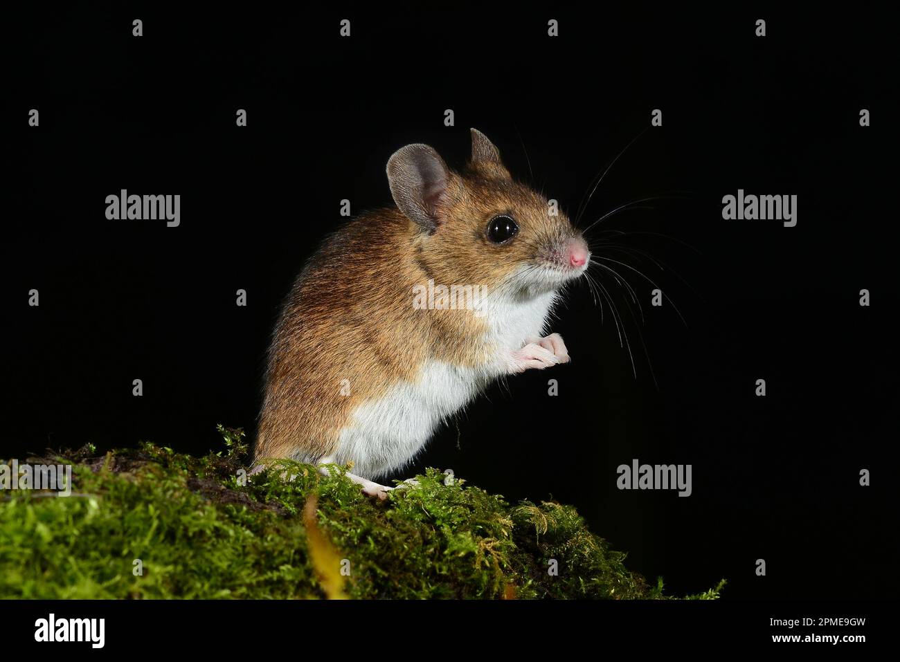 topo di legno notturno apodemus sylvaticus Foto Stock