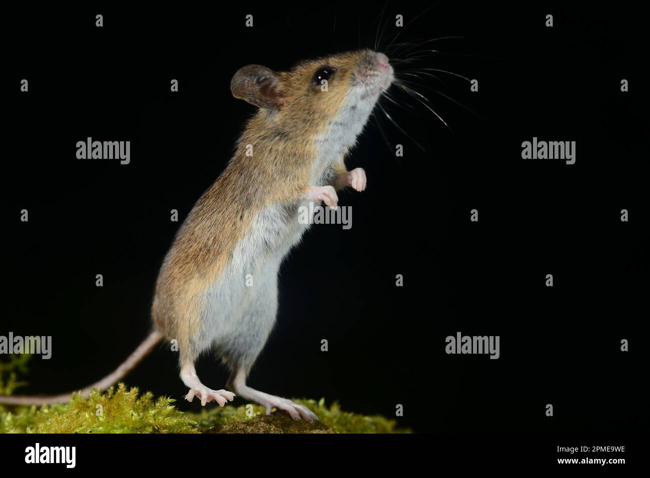 topo di legno notturno apodemus sylvaticus Foto Stock