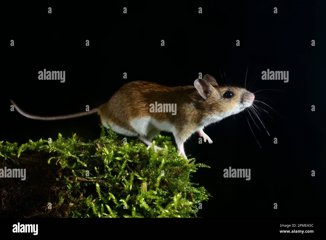 topo di legno notturno apodemus sylvaticus Foto Stock