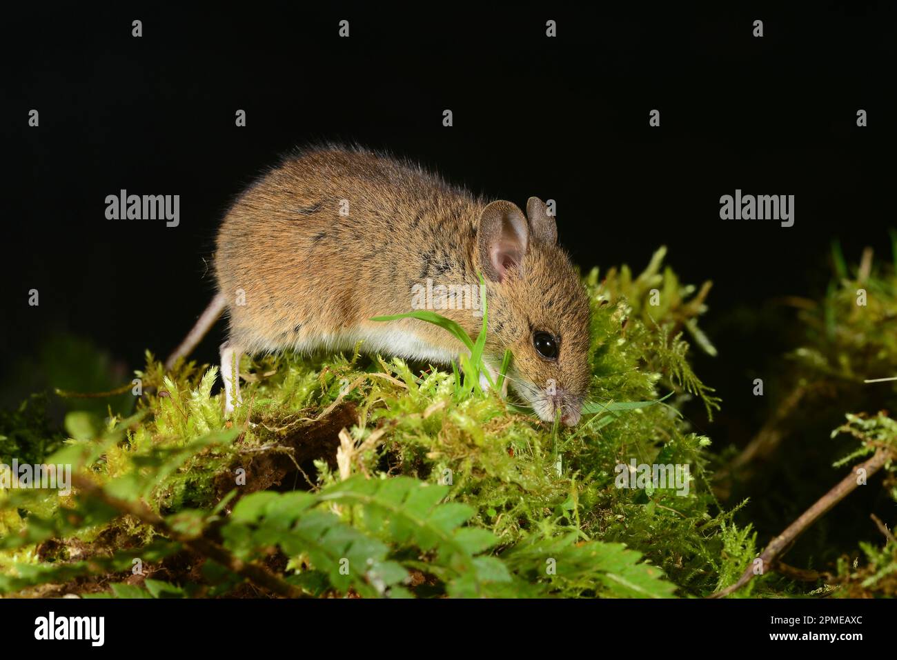 topo di legno notturno apodemus sylvaticus Foto Stock