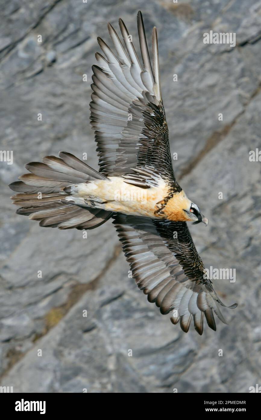 Bearded Vulture / Bartgeier / Laemmergeier ( Gypaetus barbatus ), Lammergeier, ossifrage, volare, scivolando di fronte a una ripida scogliera di montagna, Swiss al Foto Stock