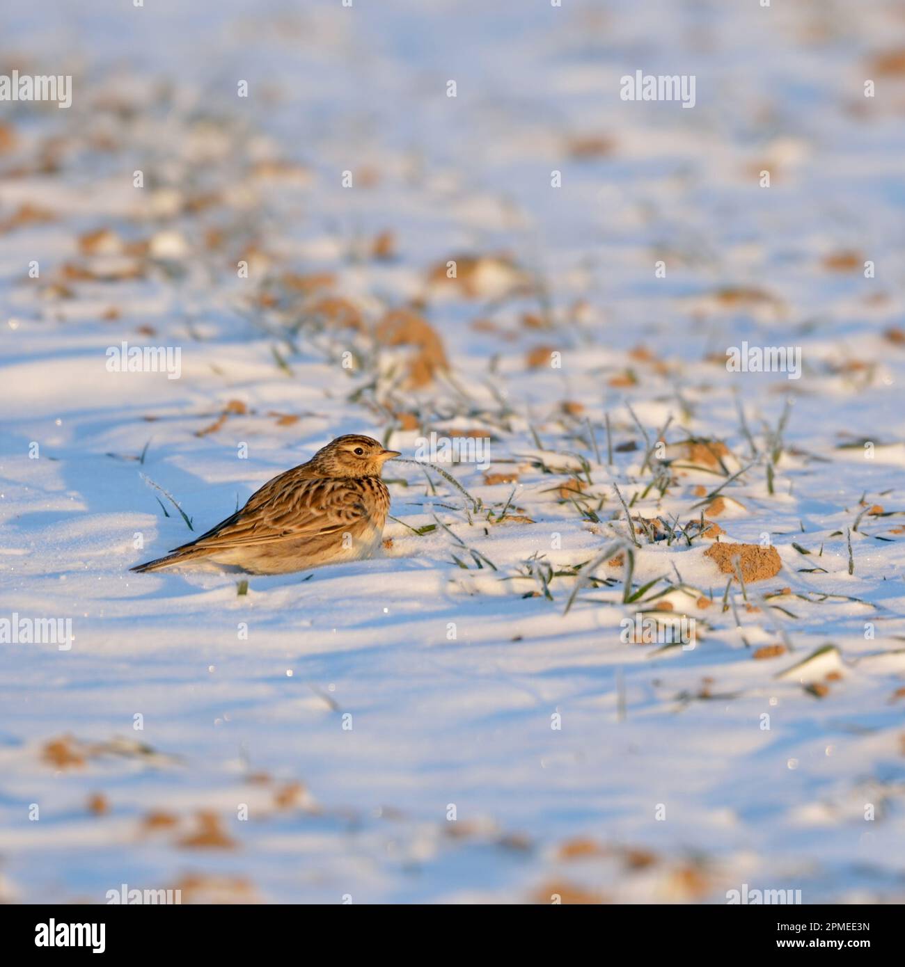 Skylark / Feldlerche ( Alauda arvensis ) nella neve, riposante su terreni agricoli, improvviso inizio di inverno in primavera, prima luce del mattino, fauna selvatica, Europa. Foto Stock