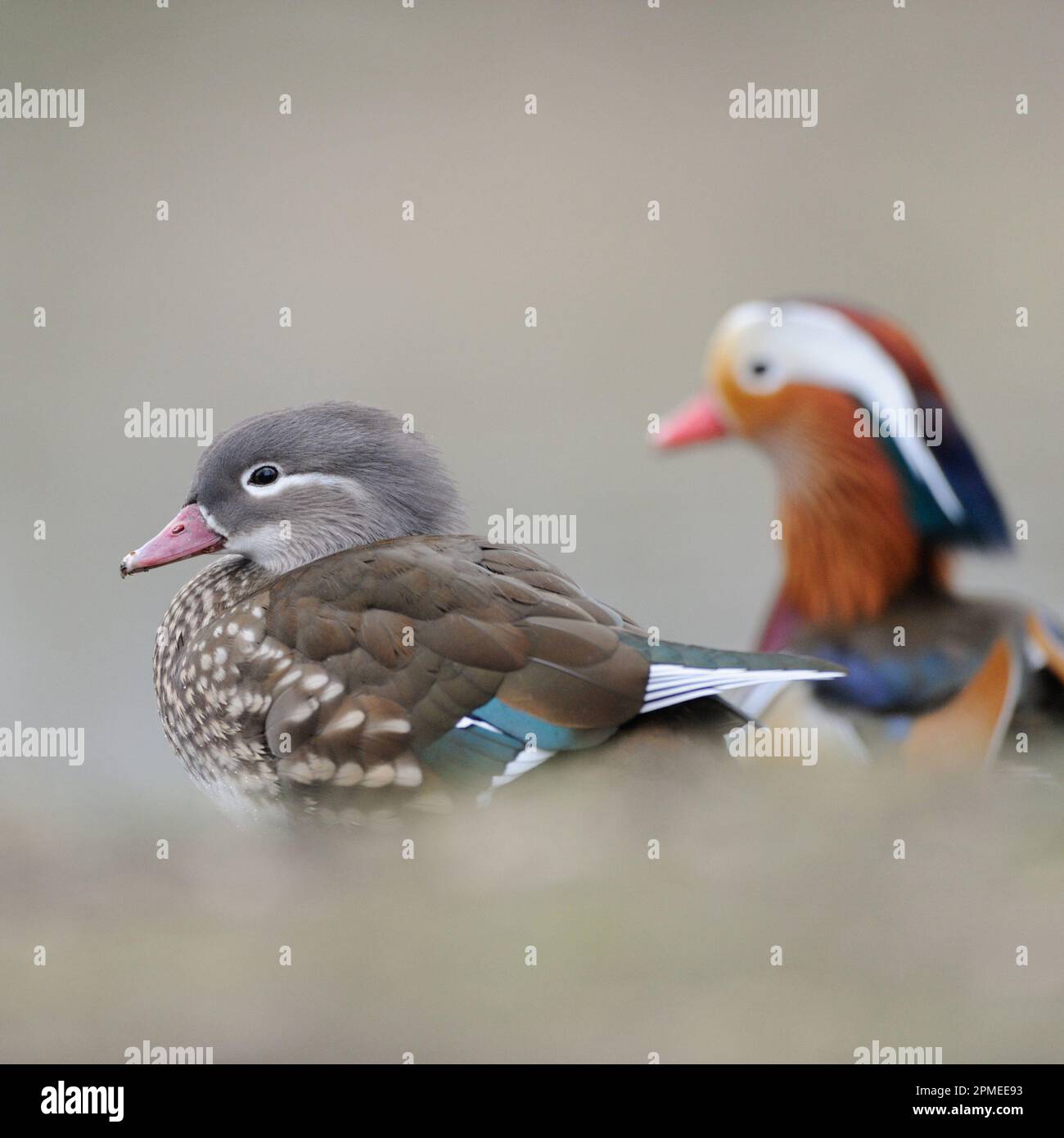 Mandarin Duck ( Aix galericulata ), femmina e maschio, coppia, coppia in armonia al bordo di un laghetto, fauna selvatica, Europa. Foto Stock