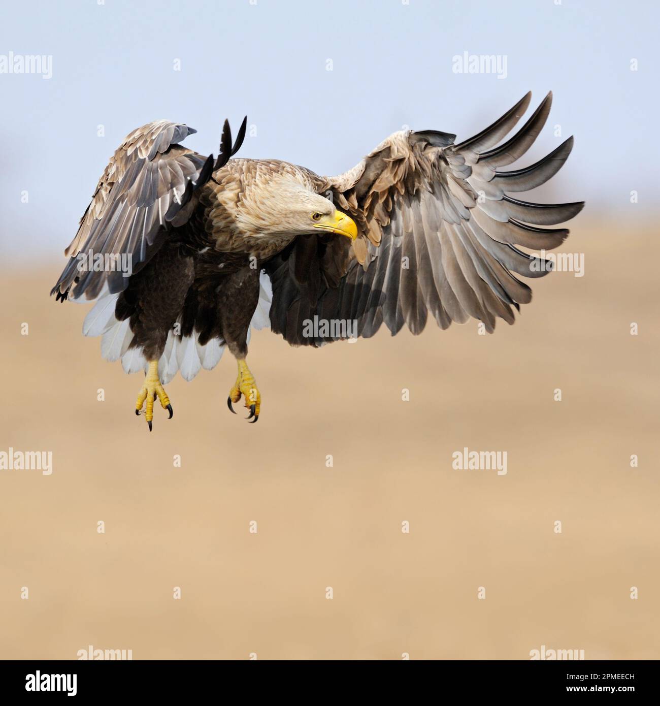 Aquila dalla coda bianca / Aquila di mare / Seeadler ( Haliaeetus albicilla ) volando su terreni umidi, caccia, avvistamento di preda, posa frontale impressionante, fauna selvatica Foto Stock