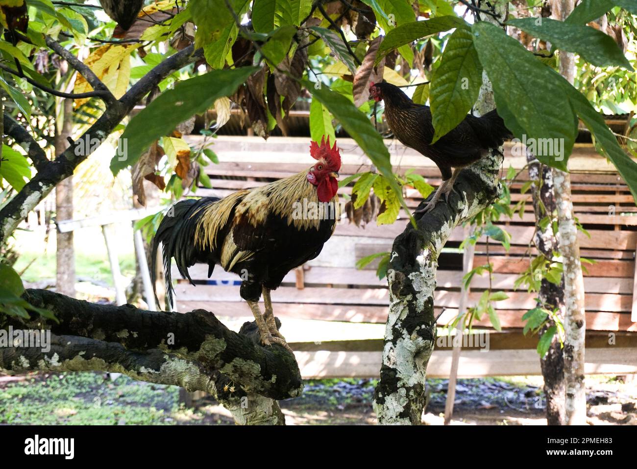 Un paio di polli che si godono un sereno Perch su un albero di cacao Foto Stock