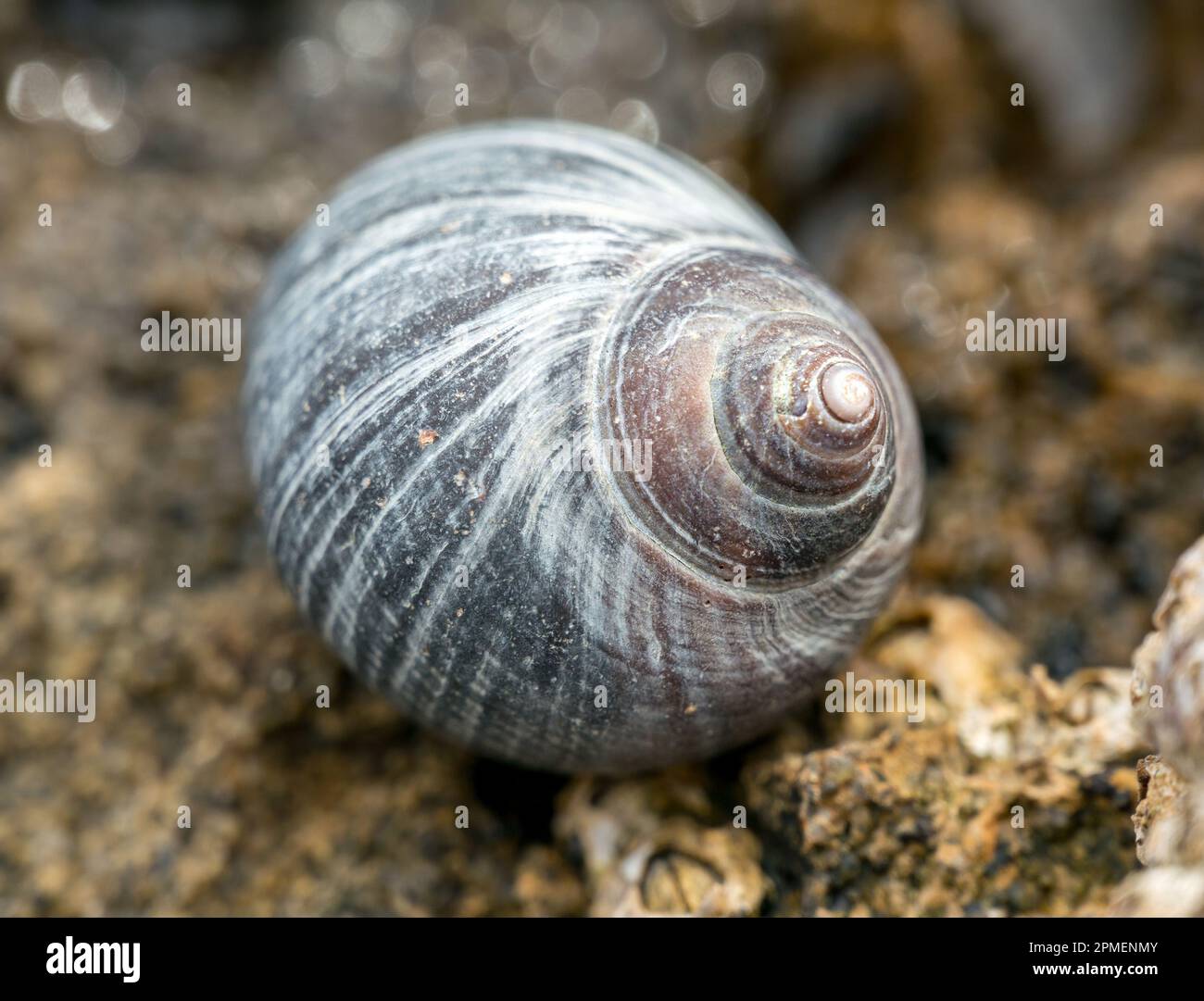Primo piano di un singolo molluschi gasteropodi marini con bella conchiglia a fasce, Scozia, Regno Unito Foto Stock