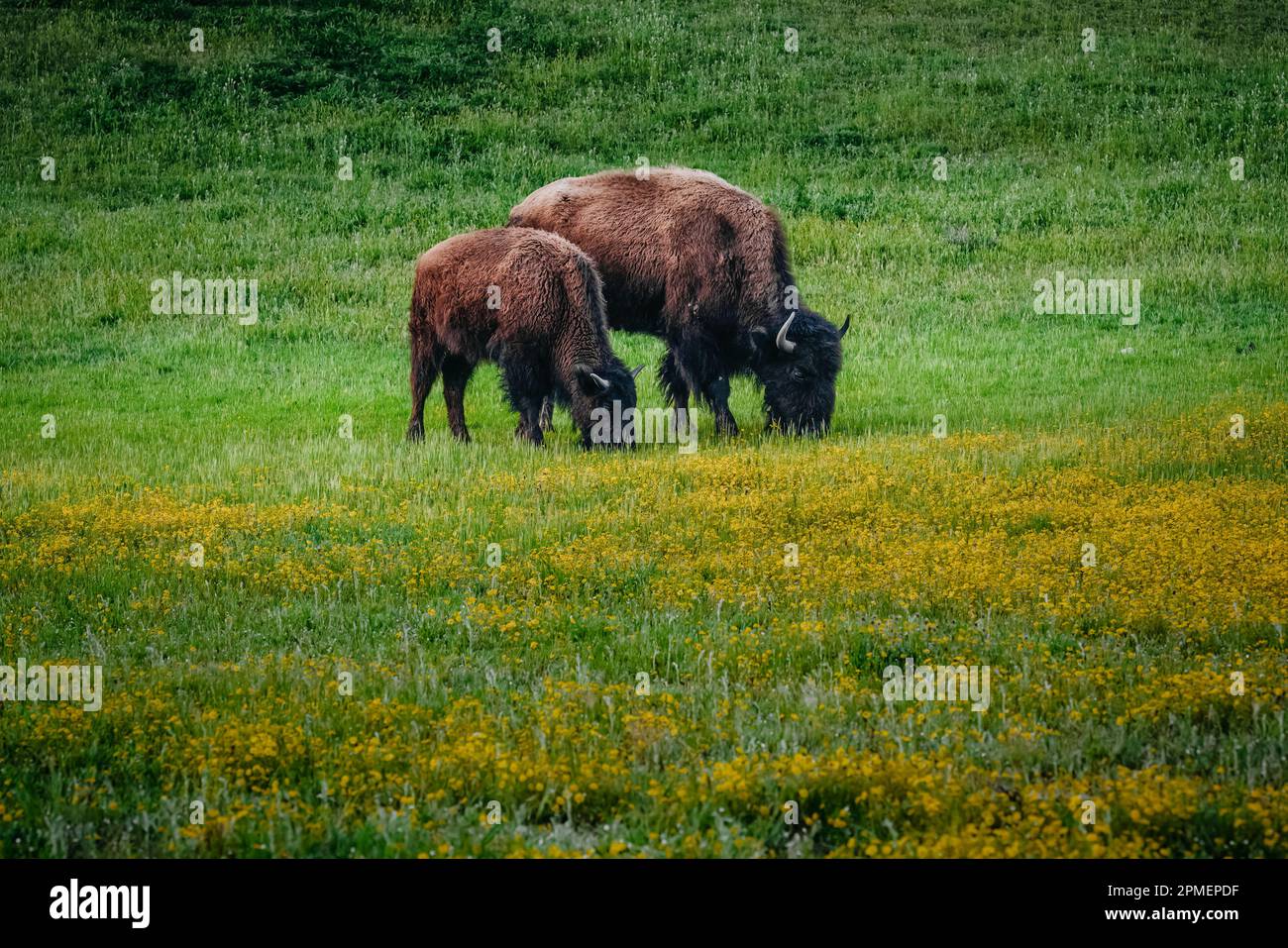 Bisonte americano pascolo in un prato di primavera. Primo piano sugli animali selvatici Foto Stock