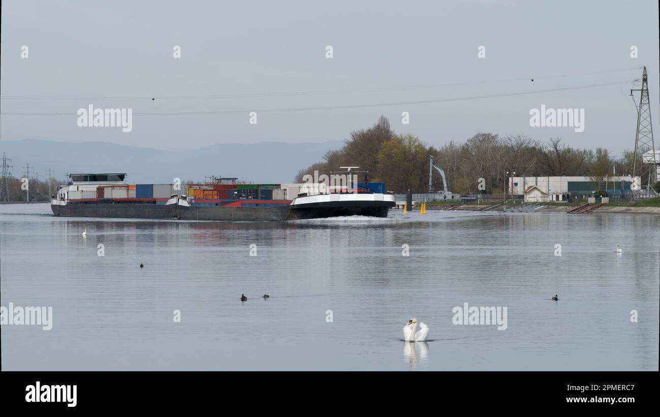 Nave sul Reno osservata da uccelli acquatici Foto Stock