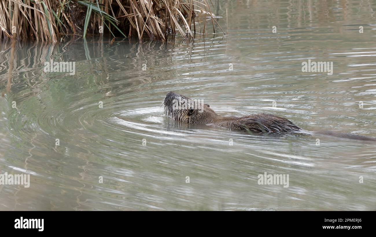 Un mammifero nella riserva naturale Foto Stock