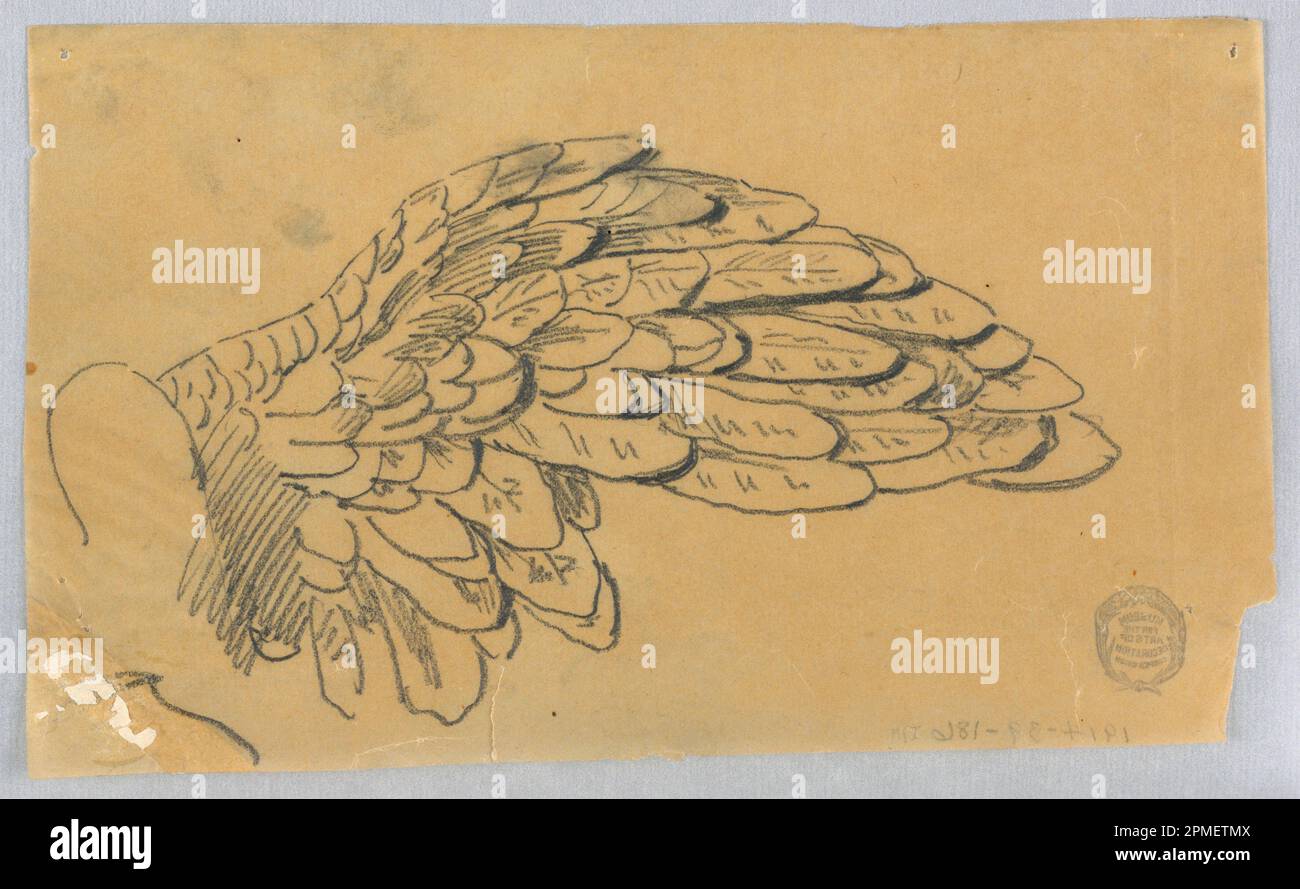 Disegno, Studio di un'ala; Francis Augustus Lathrop (americano, 1849 - 1909); USA; grafite su carta da ricalco; 13,1 x 21,8 cm (5 3/16 x 8 9/16 poll.); 1914-38-186 Foto Stock