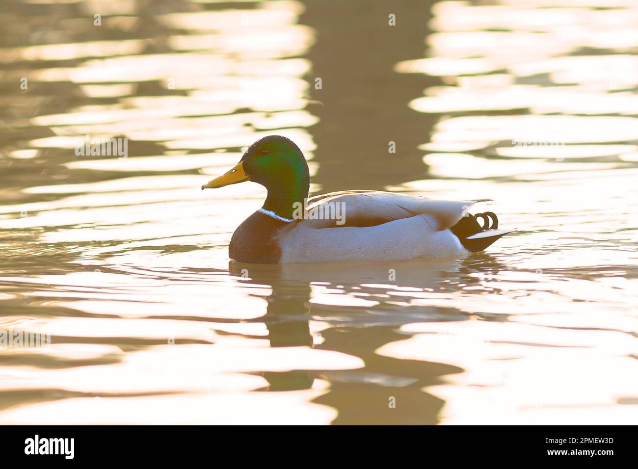 Maschio mallardo nuoto sul laghetto all'alba in bella luce arancione (Anas platyrhynchos) Foto Stock