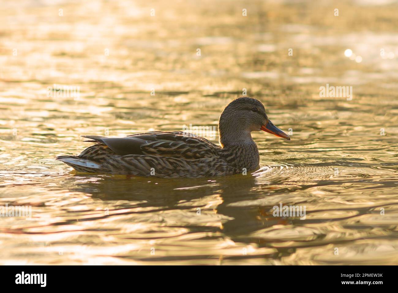 Femmina d'anatra mallardo alla bella luce dell'alba ( Anas platyrhynchos ) Foto Stock