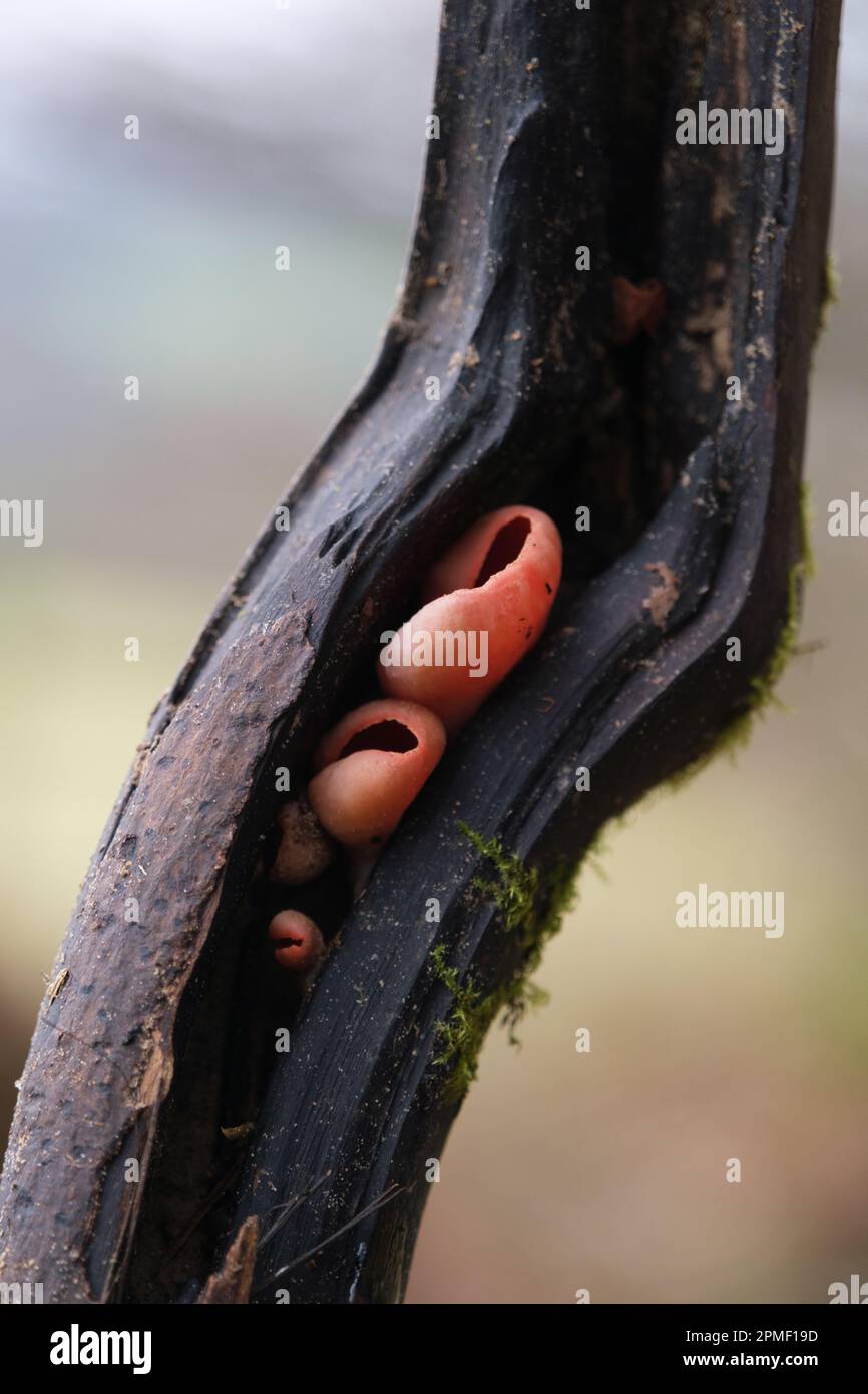 Tazza di funghi degli elfi Scarlatti allo stato selvatico Foto Stock