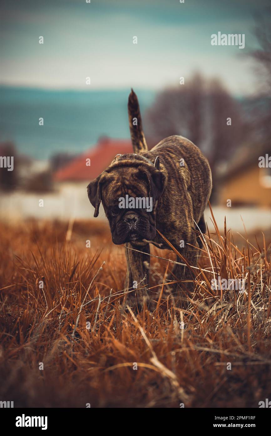 Cane del pugile Foto Stock