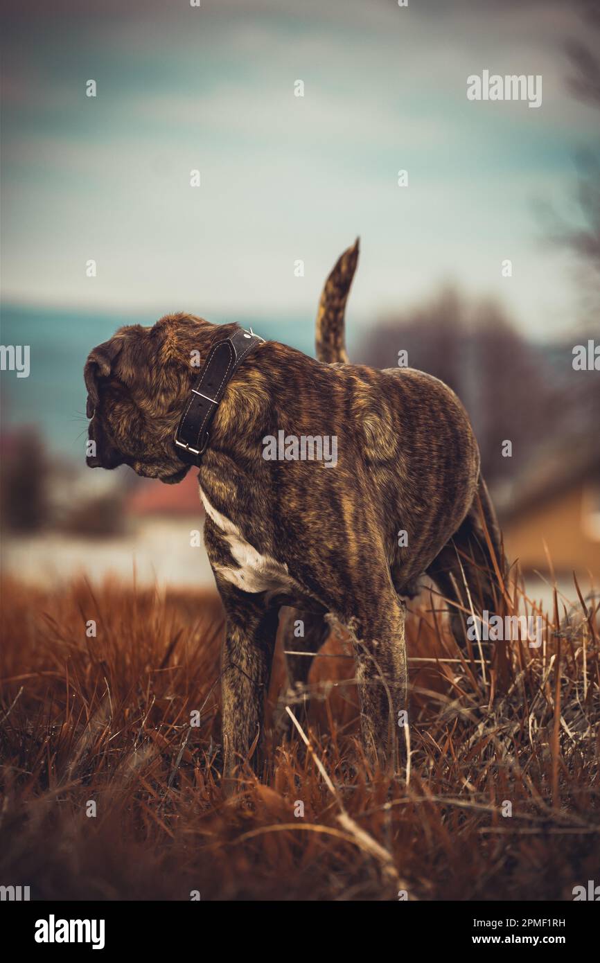 Cane del pugile Foto Stock