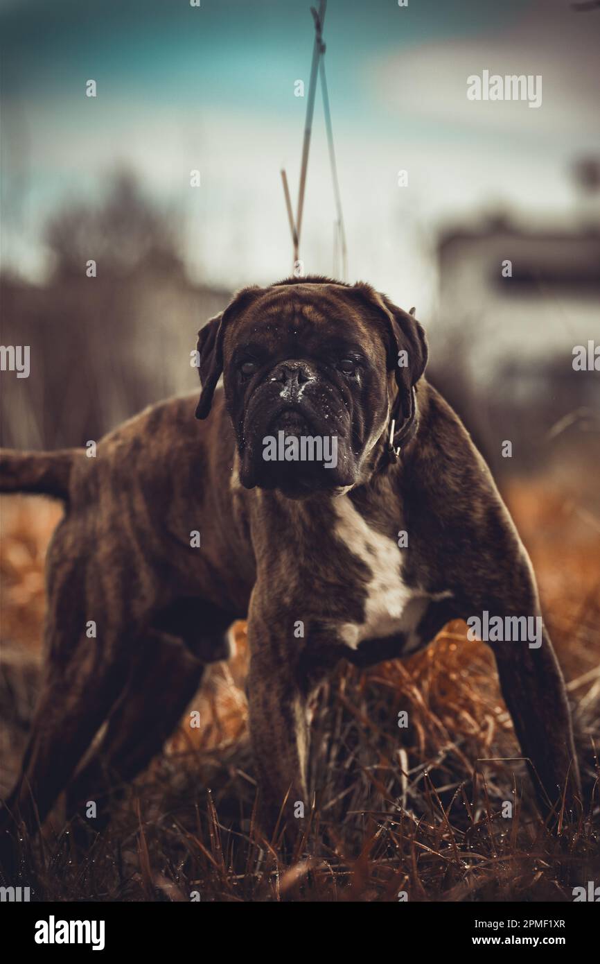 Cane del pugile Foto Stock