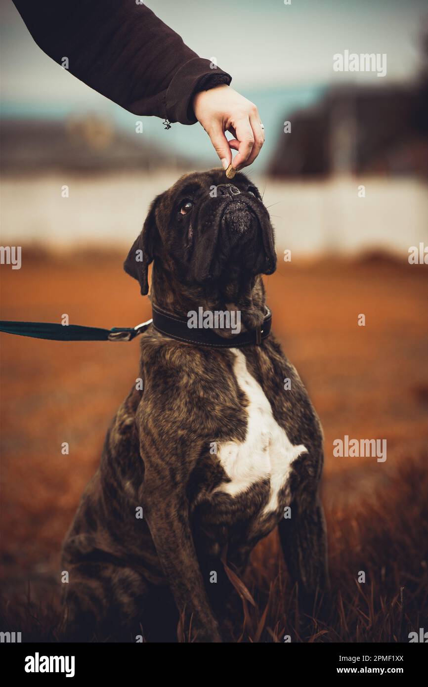 Cane del pugile Foto Stock