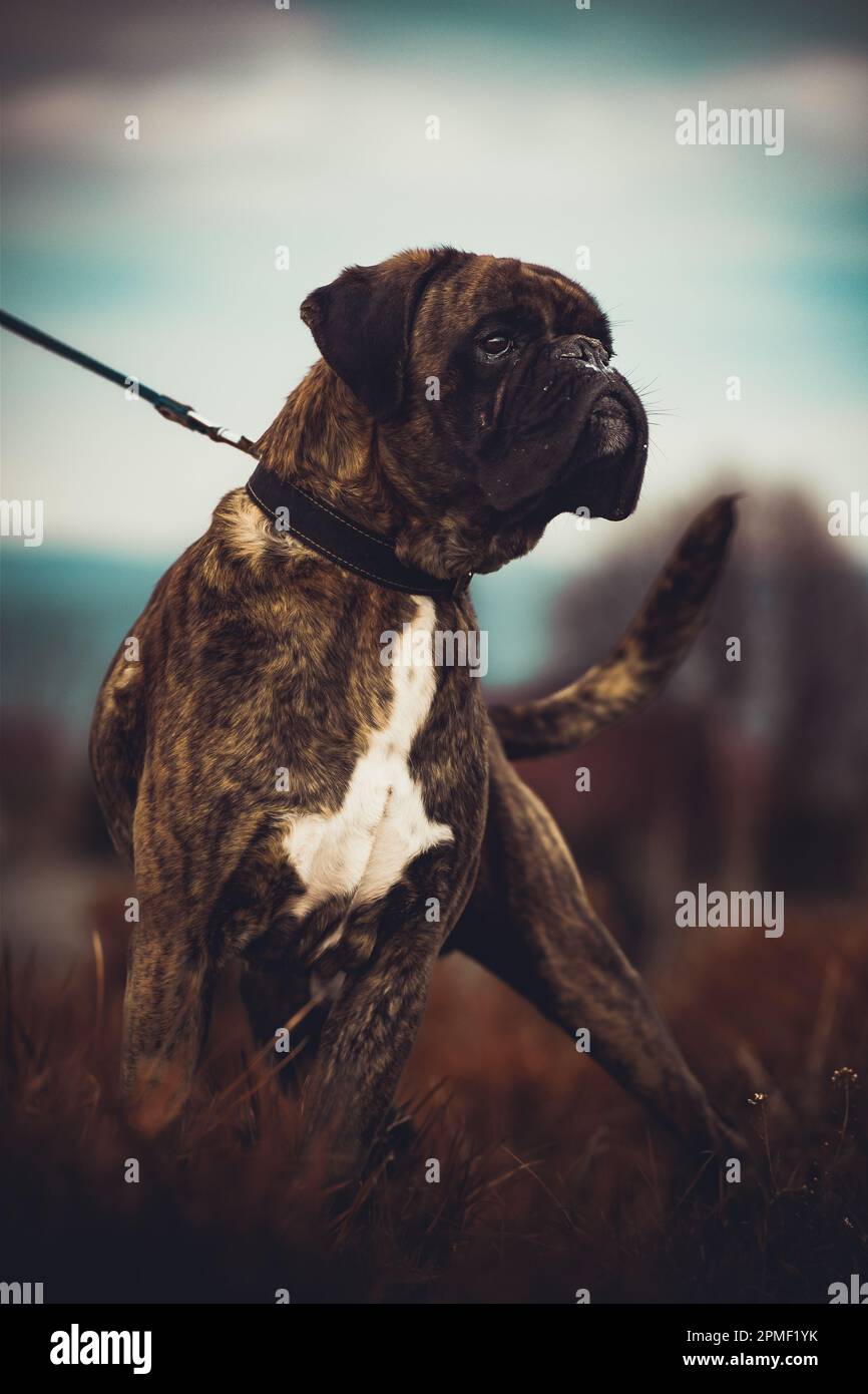 Cane del pugile Foto Stock
