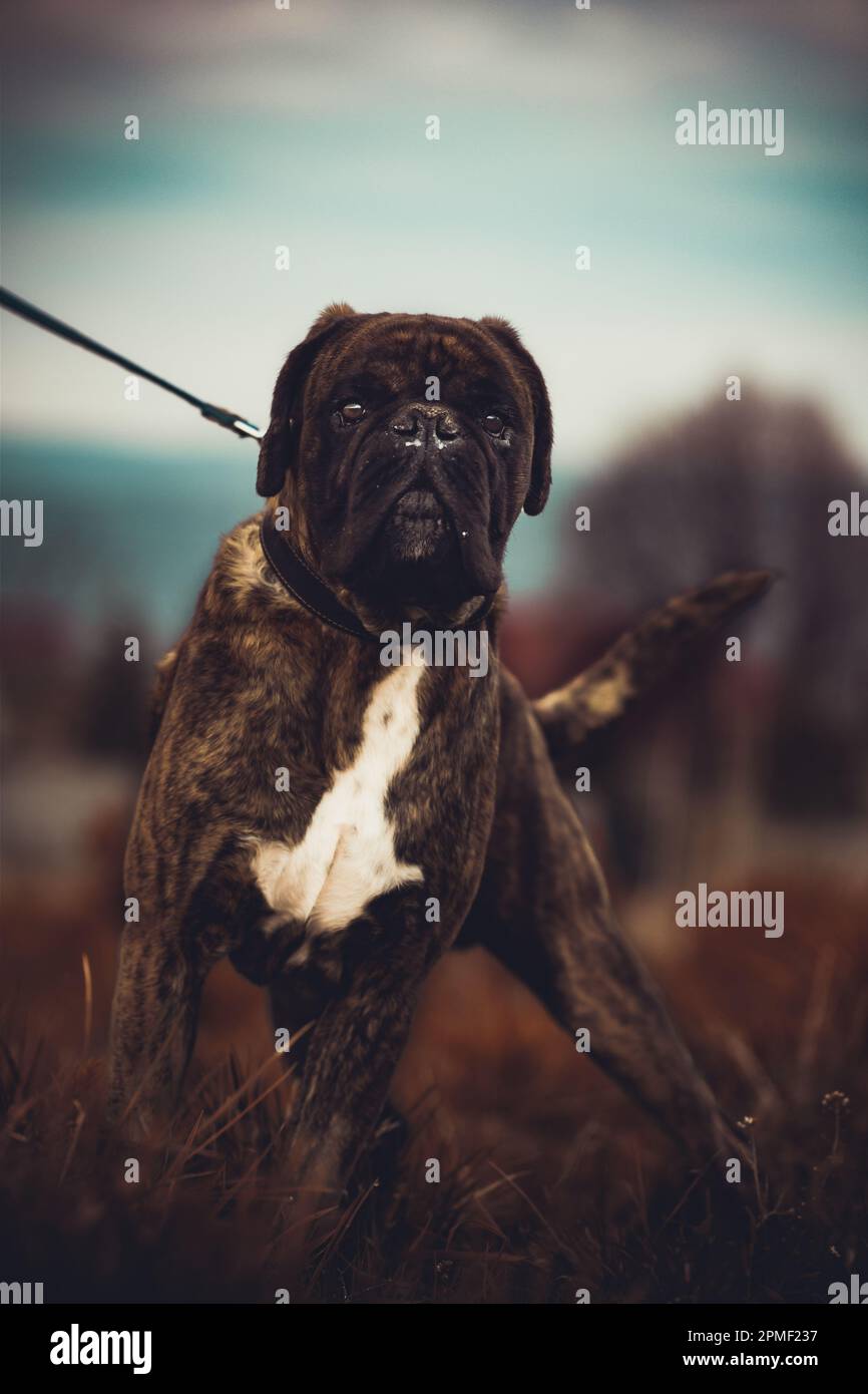 Cane del pugile Foto Stock