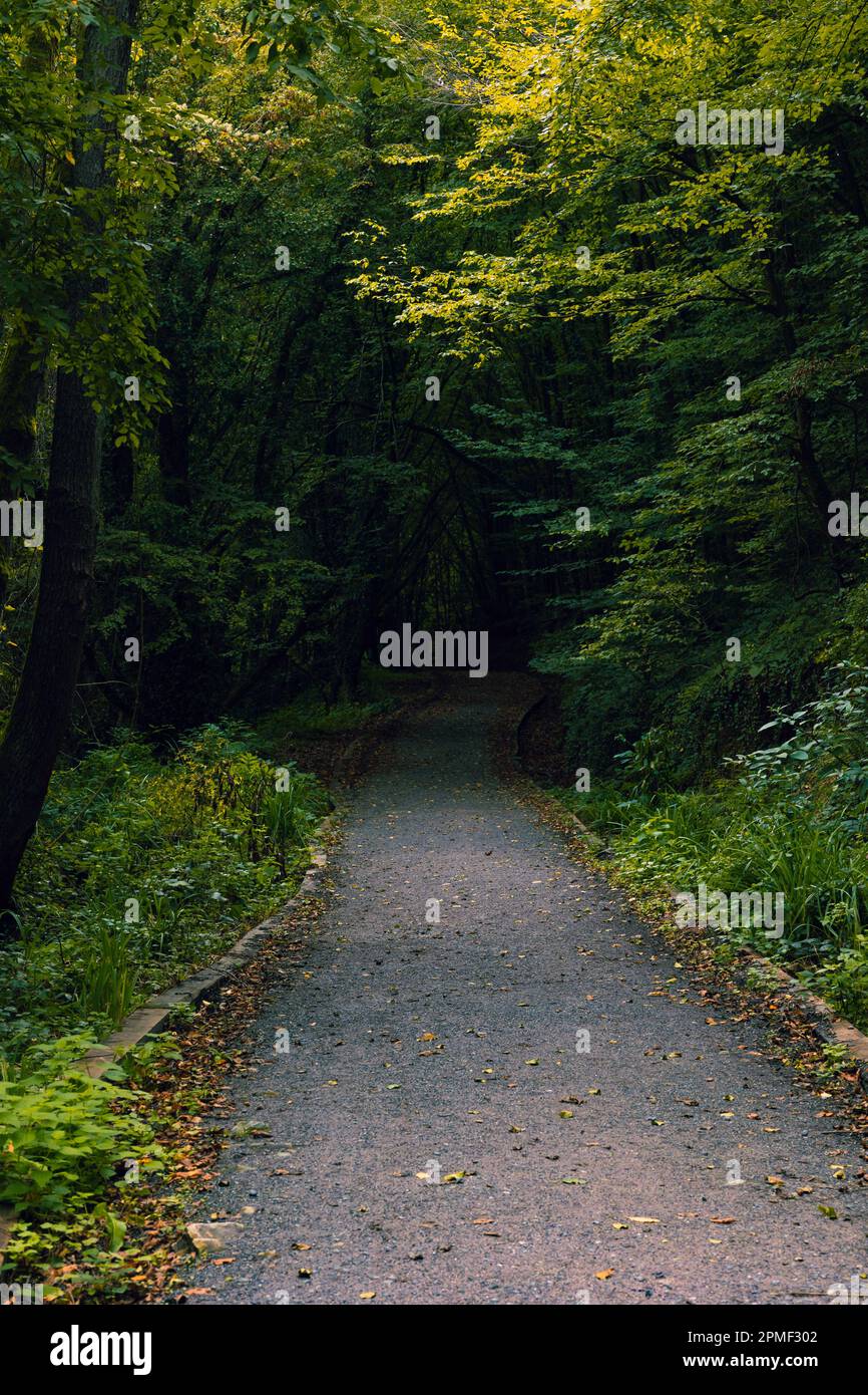Percorso nella foresta che va al buio. Foto verticale con vista foresta spaventosa o malinevola. Foto Stock