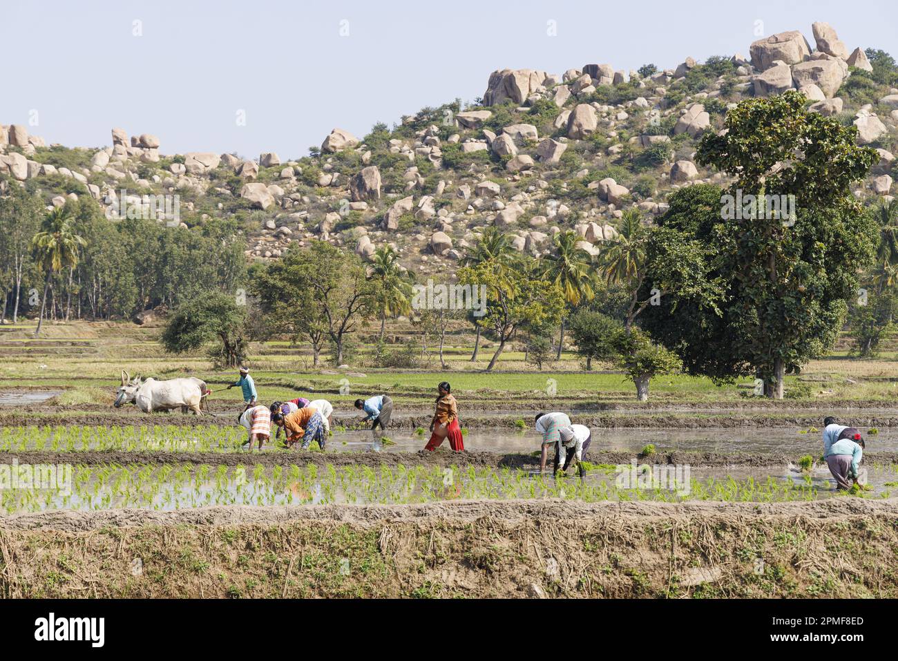 India, Karnataka, Hampi, piantatura di riso Foto Stock
