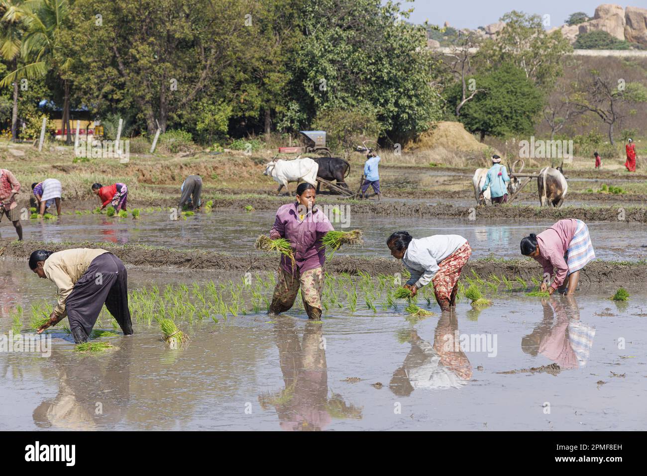 India, Karnataka, Hampi, piantatura di riso Foto Stock