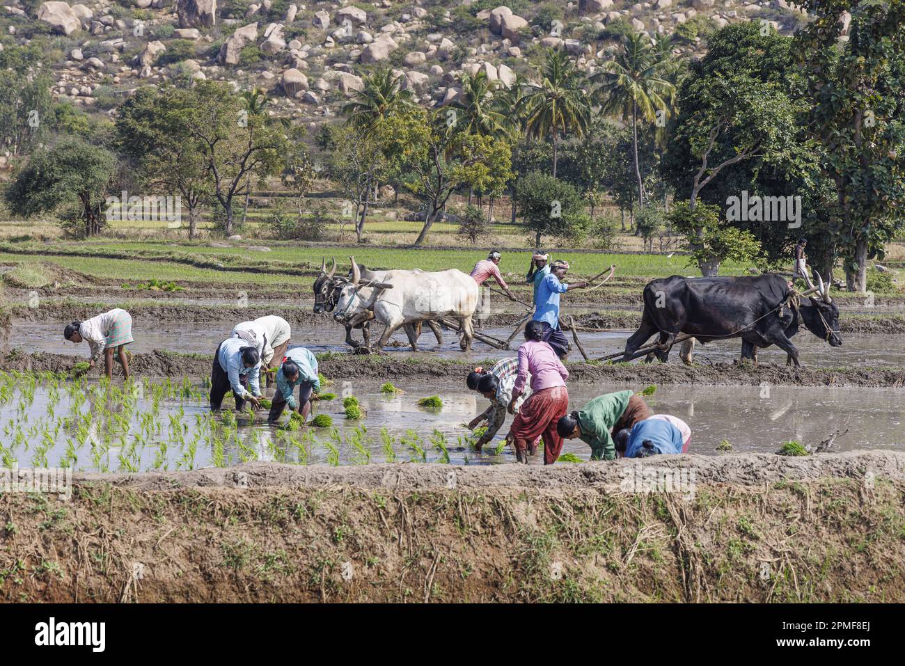 India, Karnataka, Hampi, piantatura di riso Foto Stock