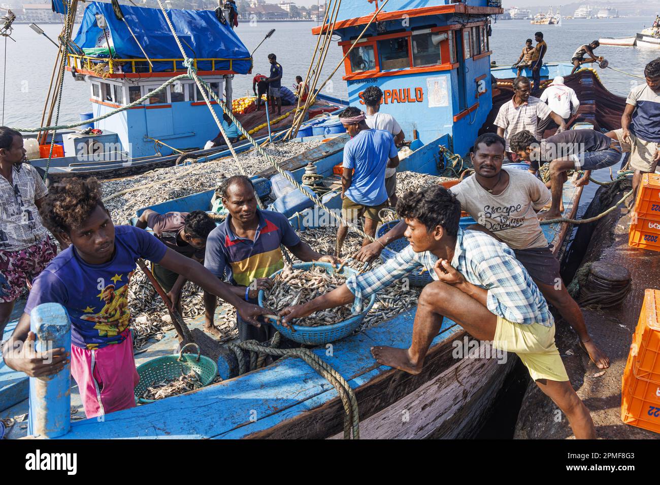 India, Goa, Panaji, porto di pesca, pescatori che scaricano il pesce da una barca Foto Stock
