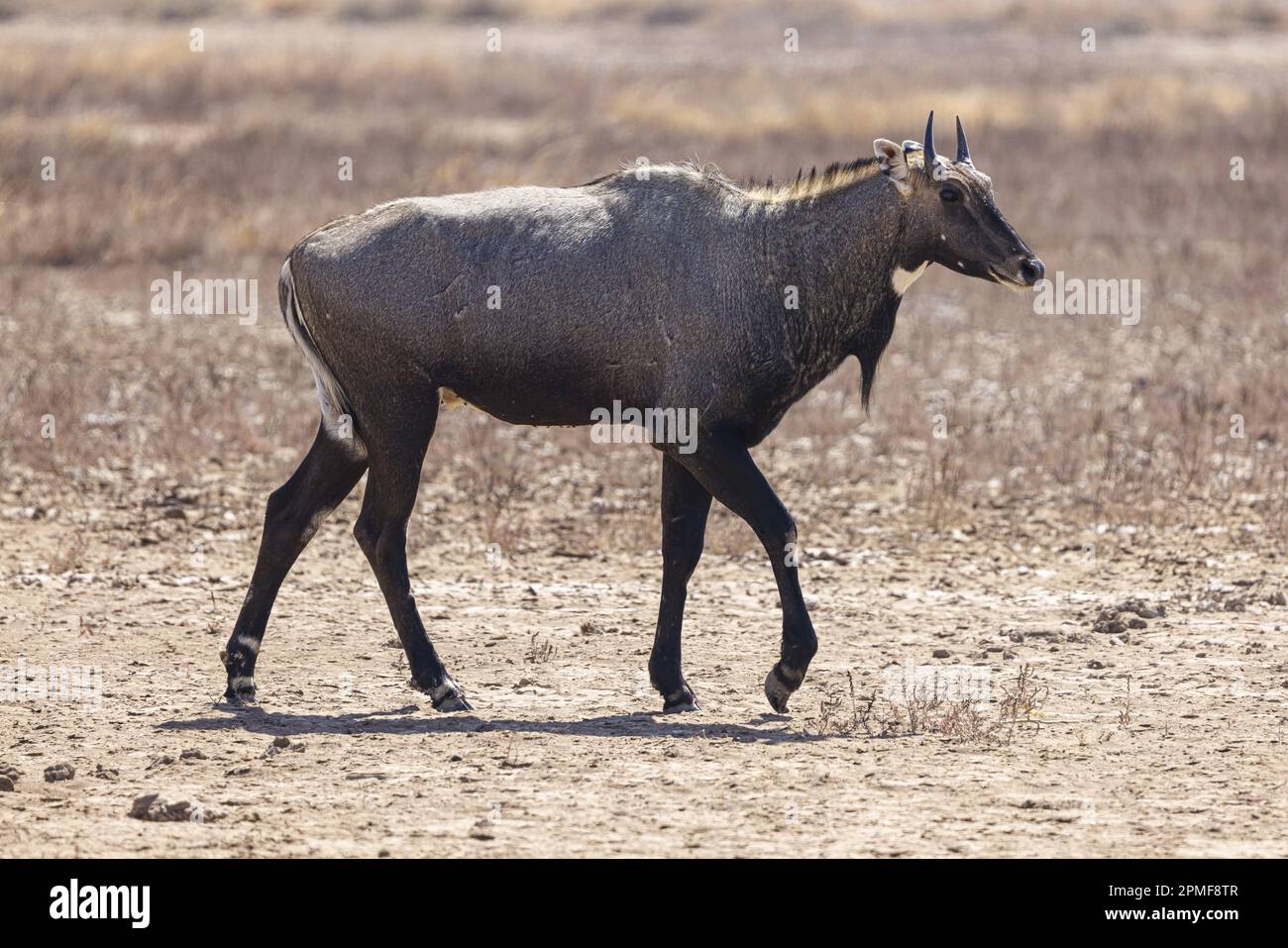 India, Gujarat, Bhavnagar, Velavadar Blackbuck National Park, Nilgai male (Boselaphus tragocamelus) Foto Stock