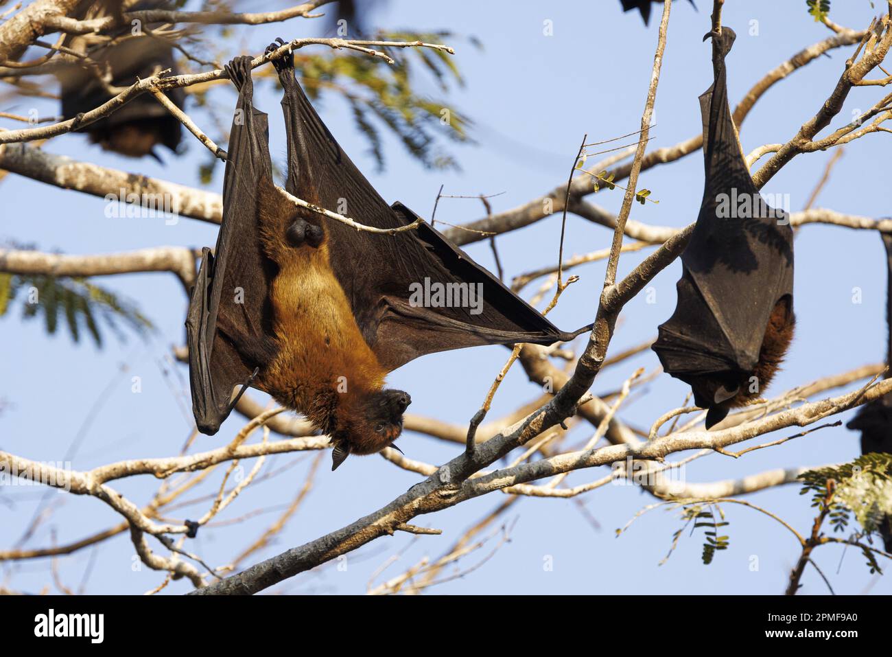 India, Gujarat, Jamnagar, lago Lakhota, volpe indiana (Pteropus medius) Foto Stock