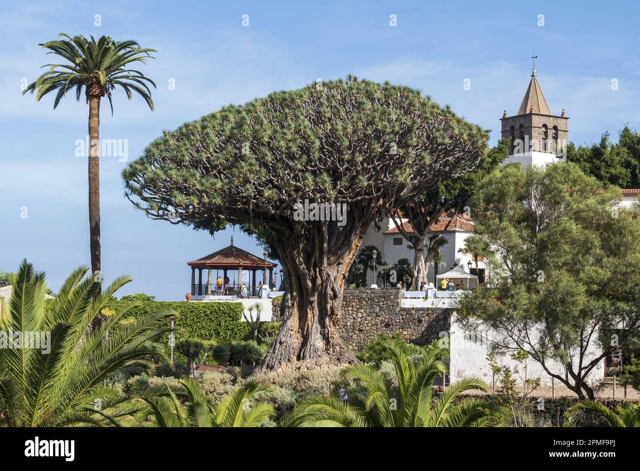Spagna, Isole Canarie, Tenerife, Icod de los Vinos, Parco Drago (Parque del Drago), albero di drago (Dracaena Draco canariensis) di oltre 1000 anni Foto Stock