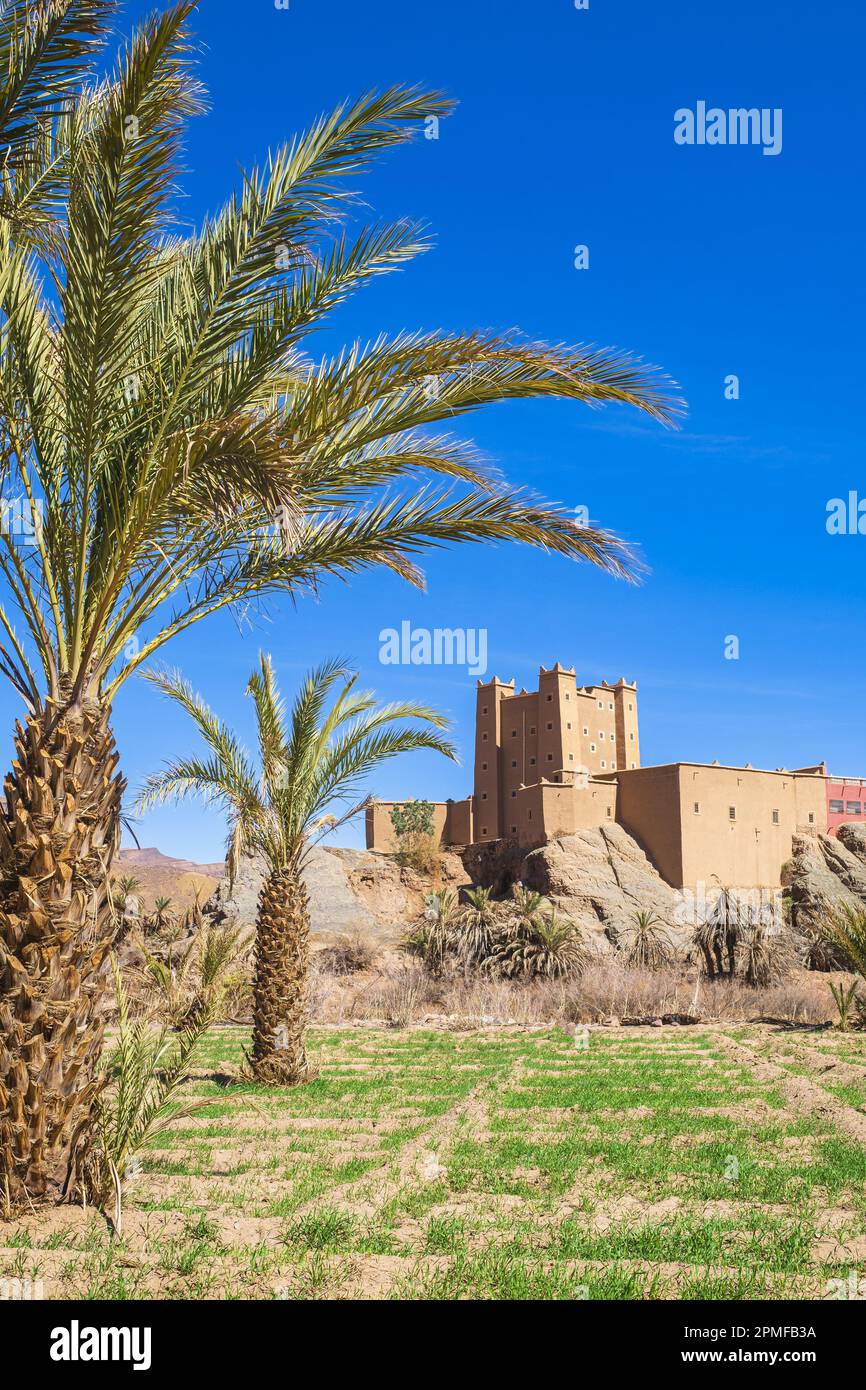 Marocco, provincia di Zagora, valle di Draa, Kasbah Ait Hammou ou ha detto sulle rive del Draa Oued, le palme hanno subito la siccità Foto Stock