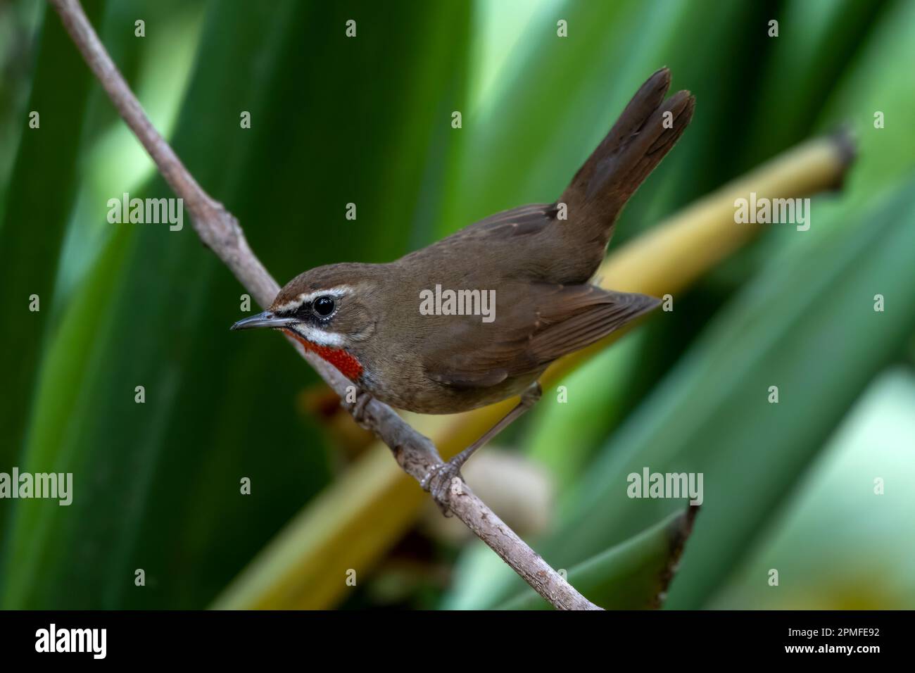 Gola di gomma siberiana (calliope calliope) osservata a Rongtong nel Bengala Occidentale, India Foto Stock