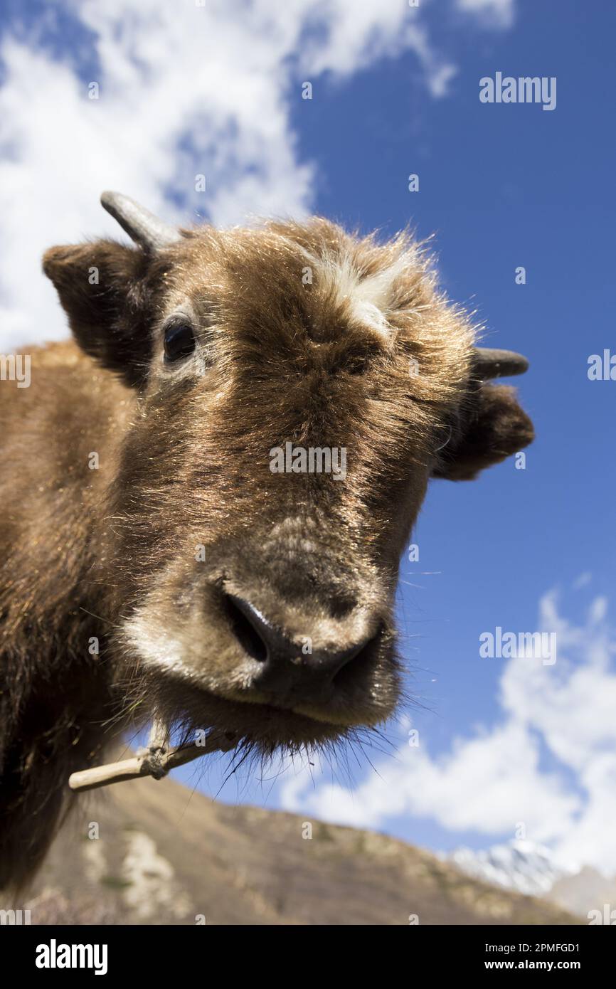 Nepal, Annapurna Conservation Area Project, circuito Annapurna, yak giovane Foto Stock