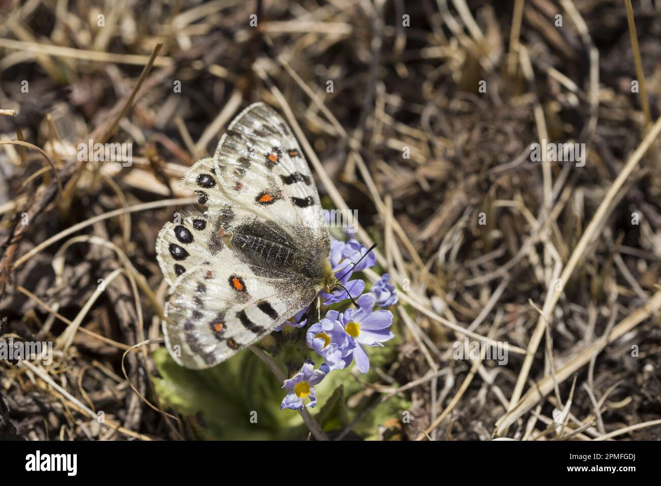 Nepal, progetto Annapurna Conservation Area, Apollo rosso comune (Parnassius epaphus) Foto Stock