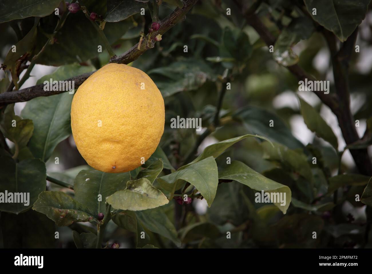 Limone maturo su albero, Santorini, Grecia Foto Stock