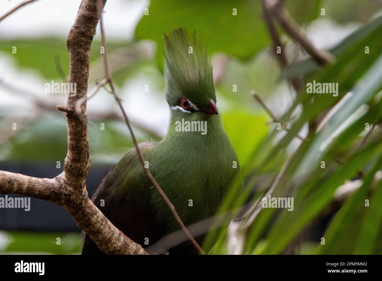 Capo di una Guinea turaco (Tauraco persa) seduto in un albero isolato su uno sfondo verde naturale Foto Stock
