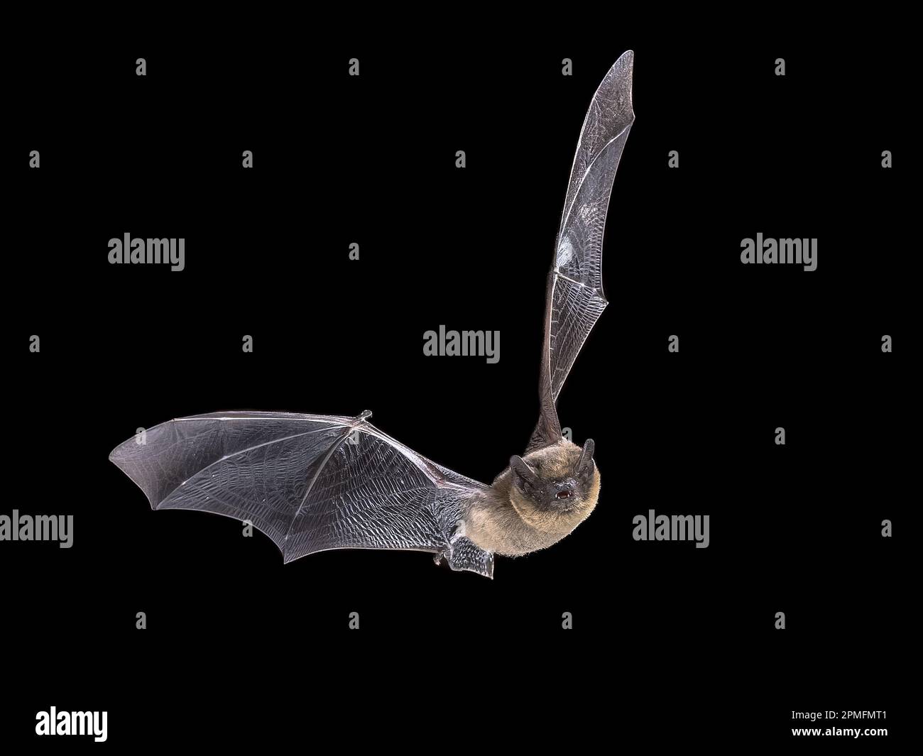 Flying Common Pipistrelle Bat sfondo nero (Pipistrellus pippistrellus) è un piccolo microbat pipistrelle la cui gamma molto ampia si estende per la maggior parte Foto Stock