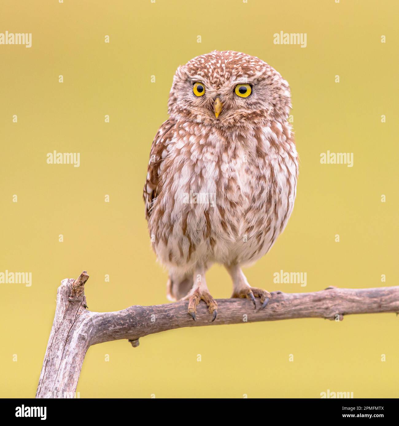 Piccolo gufo (Noctua di Athene) uccello notturno appollaiato sul ramo con sfondo luminoso. Fauna selvatica scena della natura in Europa. Foto Stock