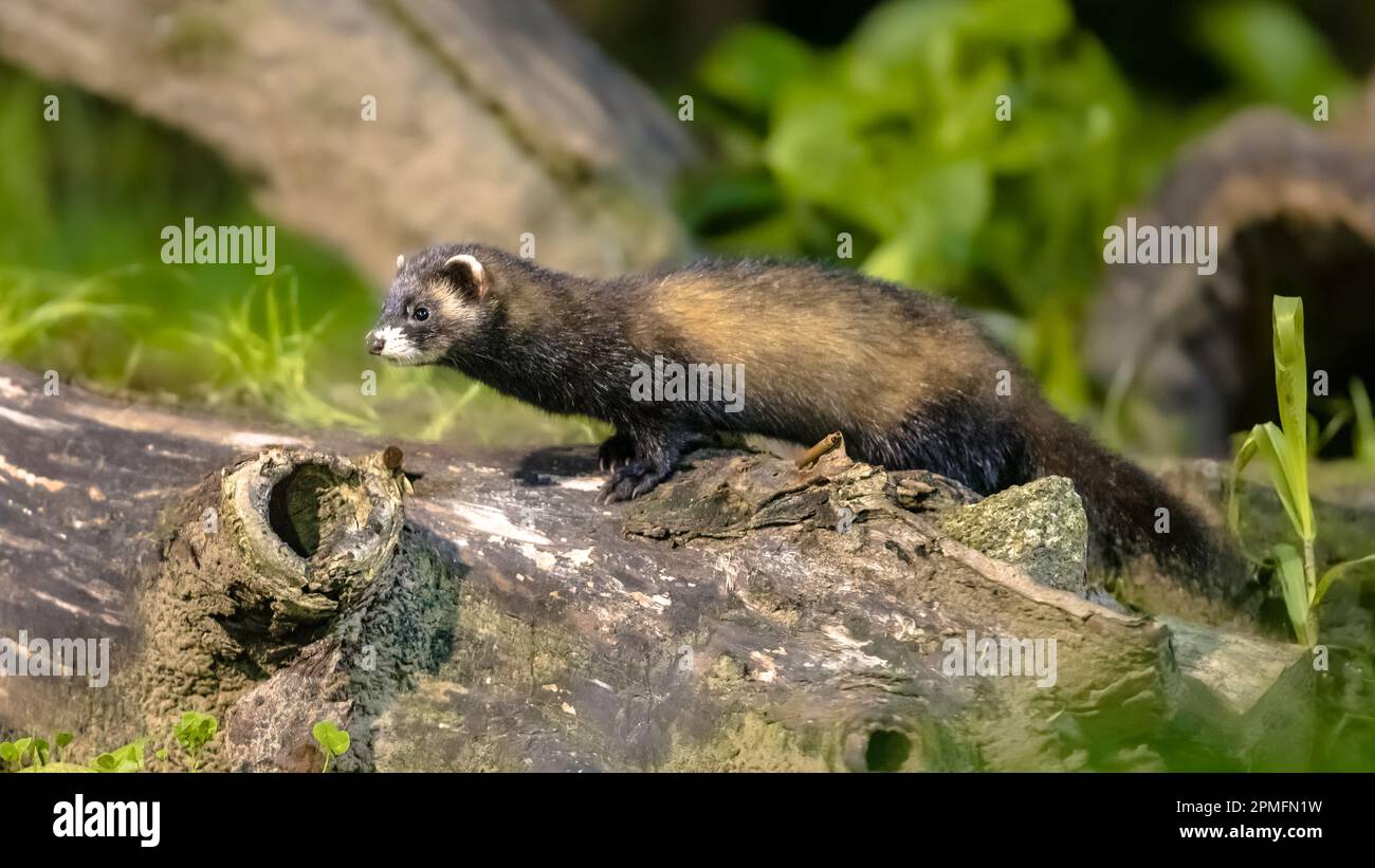 Polecat (Mustela putorius). Polecat europeo sul tronco in sfondo forestale di notte in circostanze naturali notturne. Fauna selvatica scena nella natura di Foto Stock